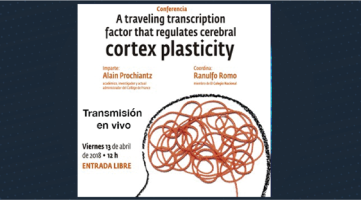 A traveling transcription factor that regulates cerebral cortex plasticity