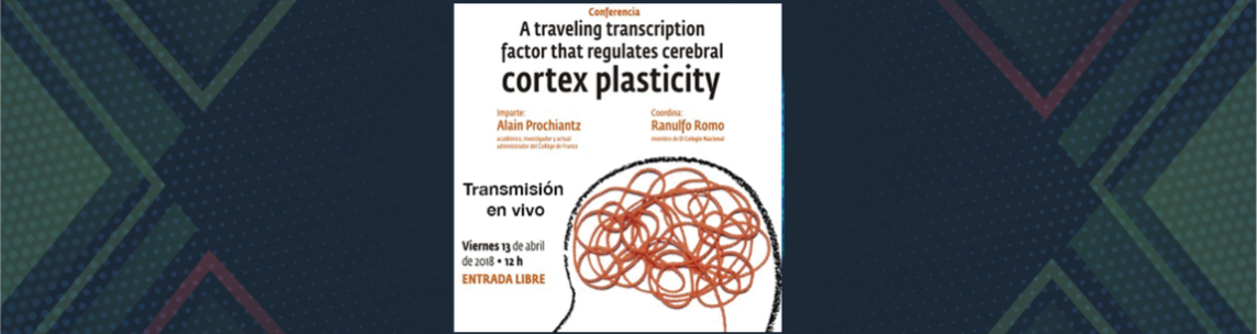 A traveling transcription factor that regulates cerebral cortex plasticity 